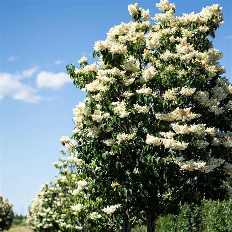 JAPANESE TREE LILAC - Foothills Nurseries