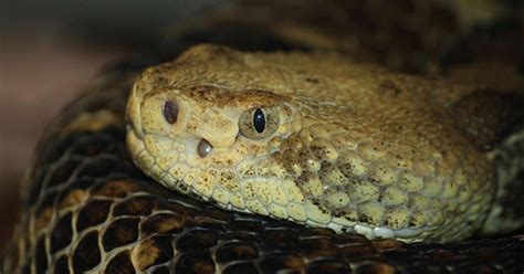 Pit Vipers Can Detect Prey Via Heat | AMNH