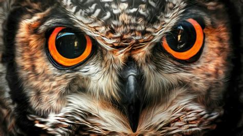 Big owl eyes wallpaper | Ojos de buho, Ojos de animales, Fotos de buhos