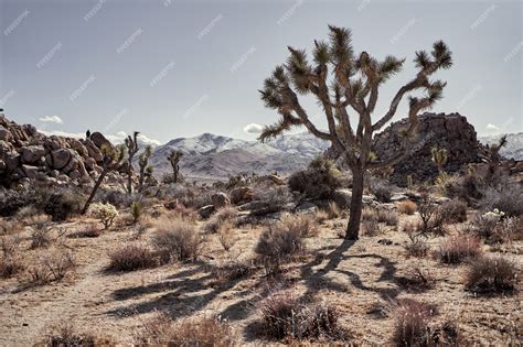 Free Photo | Desert with bushes and trees with mountains in the ...