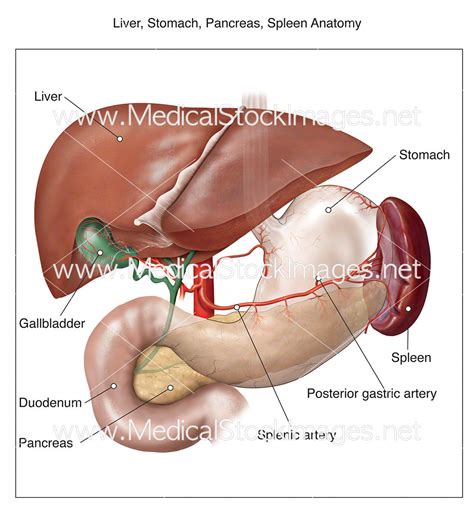 Liver, Stomach, Pancreas, Spleen Anatomy – Medical Stock Images Company