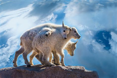 Baby mountain goats - Jim Zuckerman photography & photo tours