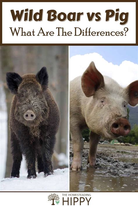 Wild boar vs pig what are the differences – Artofit