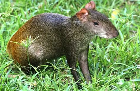 Agouti - Description, Habitat, Image, Diet, and Interesting Facts