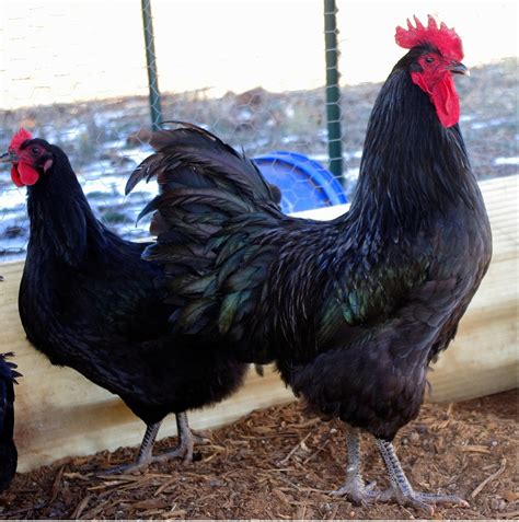 Pure Black Jersey Giant & Pure French Black Copper Marans Hatching Eggs ...