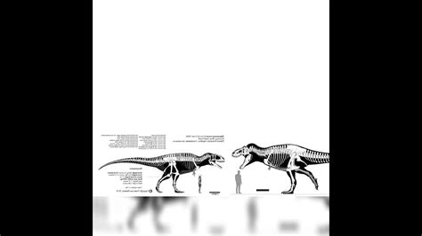 Tyrannosaurus Rex And Mapusaurus Size Comparison - YouTube