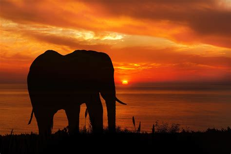 Download Sunset Silhouette Animal African Bush Elephant HD Wallpaper by ...