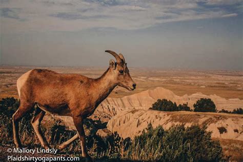 Visiting Wall Drug Store and Badlands National Park - Plaid Shirt Yoga ...