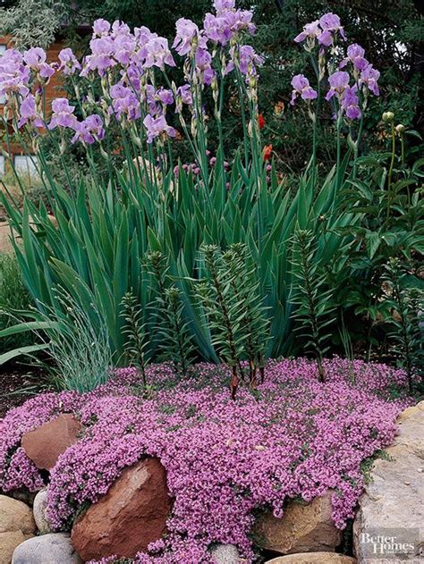 The 25+ best Rock garden plants ideas on Pinterest | Creeping phlox ...