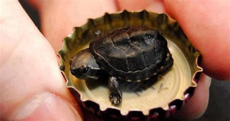 Look Amazing - Smallest turtle ever