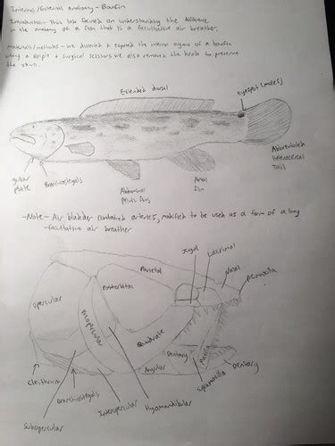 Bowfin anatomy | Stephen Stang | Flickr