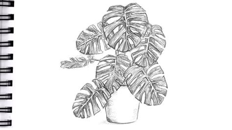 HOW TO DRAW A MONSTERA PLANT Step by Step Pencil Drawing Tutorial ...