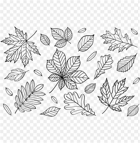 Clipart Autumn Leaves Outlines Png Fall Leaf Outline Line Art Png | The ...