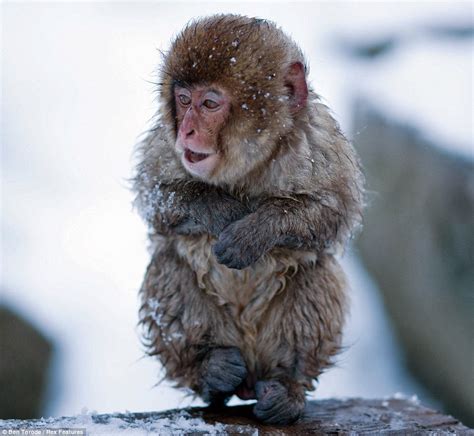 PEACE :): Jigokudani Yaenkoen (Snow Monkey Park)