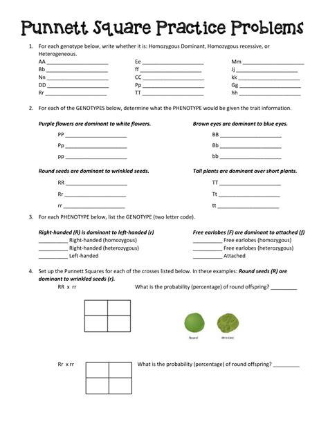 33 Punnett Square Practice Problems Worksheet - support worksheet