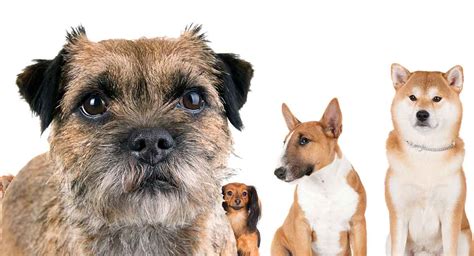 Border Terrier Mixes - Find Out The Most Popular Hybrids