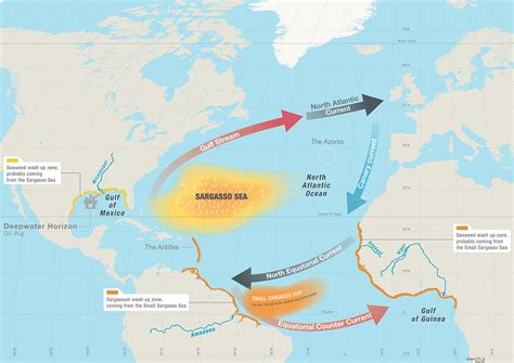 A Sea like none other - The Sargasso Conquest - Ecology - Magazine's ...