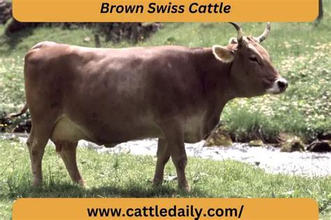 Brown Swiss Cattle: Origin, Characteristics, Uses, Advantages and ...