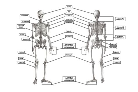 CrossFit | The Skeleton: Anterior and Posterior Views