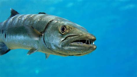 Do Barracudas Attack Humans?