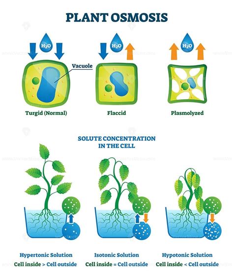 Plant osmosis vector illustration | Biology for kids, Osmosis, Plant ...