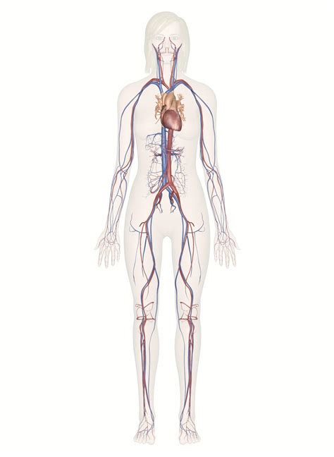 Human Circulatory System Diagram Unlabeled