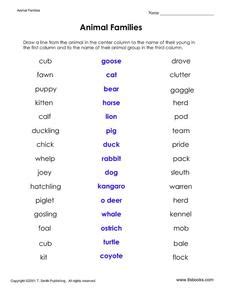 Animal Families Worksheet for 1st - 3rd Grade | Lesson Planet