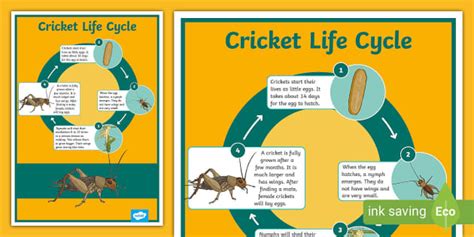 Cricket Life Cycle Diagram | Year 4 Science Poster | Twinkl