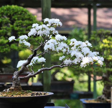 How to Grow and Care for Cherry Tree Bonsai