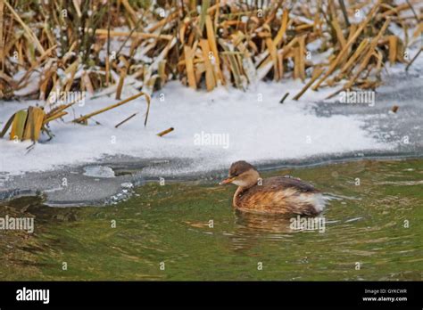 little grebe (Podiceps ruficollis, Tachybaptus ruficollis), with winter ...