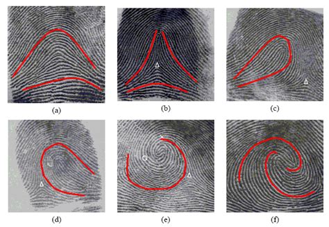 arious fingerprint classes – (a) Arch, (b) Tented Arch, (c) Right Loop ...