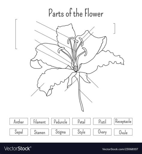 Labeling Flower Parts Worksheets