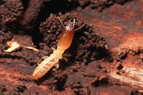 Drywood Termites: Signs, Damage, Prevention & Treatment Cost | PestsGuide