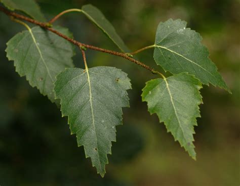 File:Silver birch leaves.jpg - Wikipedia