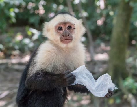 Caring for Primates: How to Care for Capuchin Monkeys - All Pets’ Blog ...