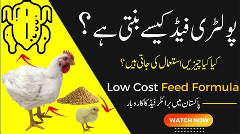 Poultry feed Ingredients to make feed | Feed Formula for Chicken | How ...