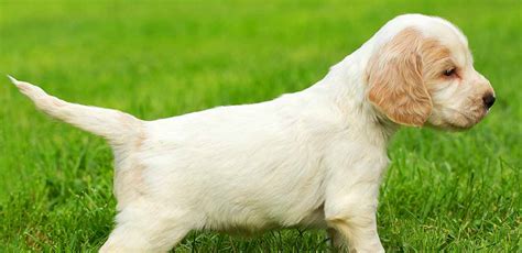 White Cocker Spaniel - Health, Care And Finding Puppies