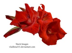 Gladiolus Clip Arts - Download free Gladiolus PNG Arts files.