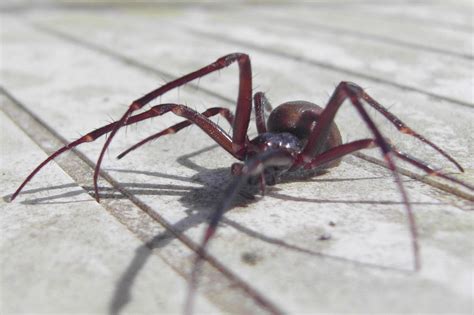 False black widow spiders to invade UK homes as warmer weather brings ...