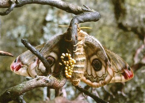 Life Cycle Sphinx Moth Pupa