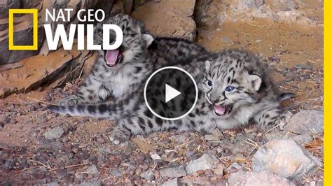 Endangered Snow Leopard Cubs Spotted in the Wild | Nat Geo Wild – Cute ...