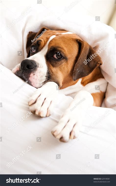 Boxer Dog Sleeping Owners Bed Stock Photo 62918581 - Shutterstock