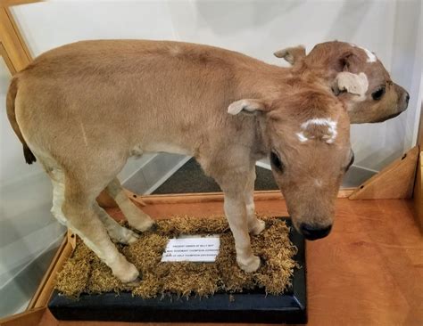 Two-Headed Calf - Starke County History Center