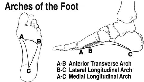 Arches of the foot - Wikipedia