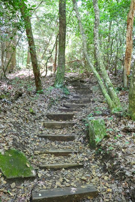 Sycamore Falls: The Best Tennessee Summer Hike - Exploring Chatt