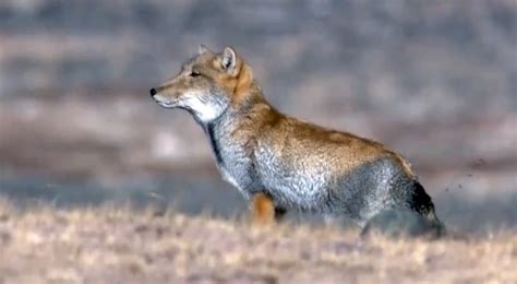 Amazing Wildlife Pictures, Images,Animal Photography: Tibetan Sand Fox