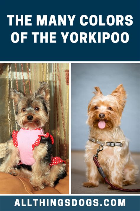 Yorkipoo Colors | Yorkie poo, Black yorkie poo, Yorkie poodle