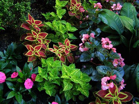 Pocket Gardens in Chicago | Plante ombre, Plantes qui aiment l'ombre ...