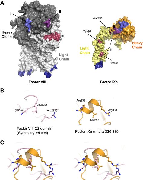 Crystal Structure of Human Factor VIII: Implications for the Formation ...