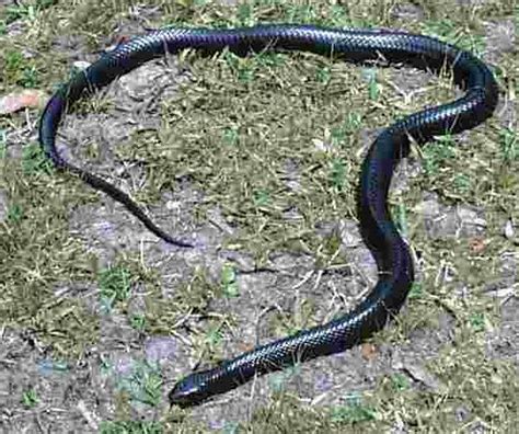 PLANET ANIMALS 2012: Black Snake Florida